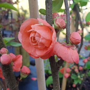 Chaenomeles speciosa 'Mango Storm' 60-80 cm